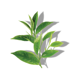 https://cdn.shopify.com/s/files/1/0612/8146/8586/files/GREEN-TEA.png?v=1648182580