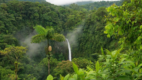 foresta amazzonica treeonfy riforestazione