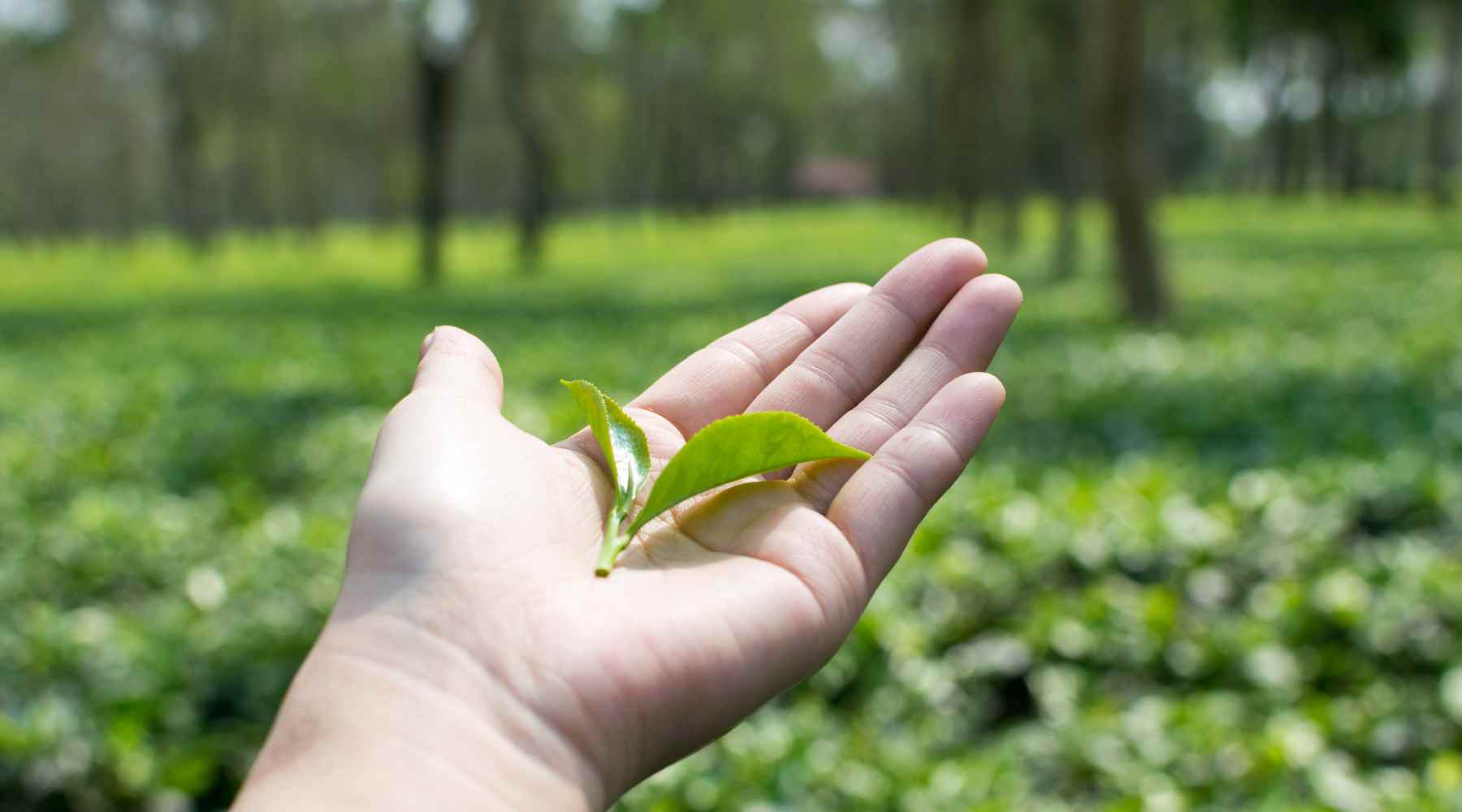 assam tea