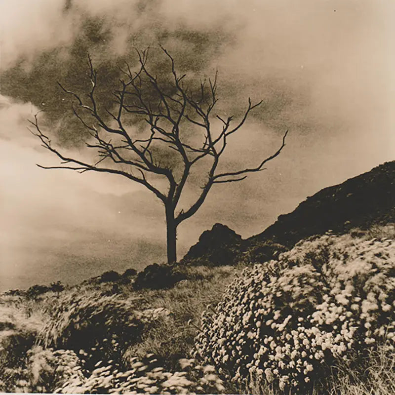 An Introduction To Lith Printing In The Darkroom