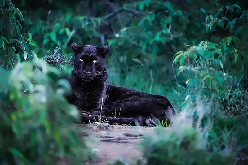 Answering The Call Of The Wild With Rodger Bowren