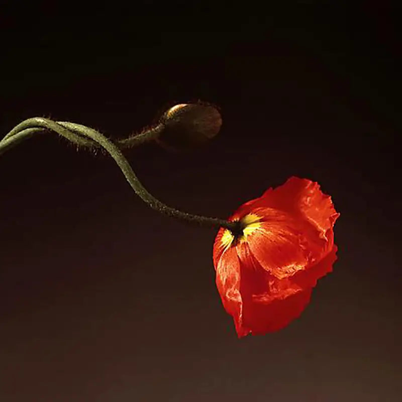 Creating in Quarantine: Masters Of Still Life