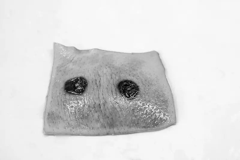 Creating in Quarantine: Masters Of Still Life