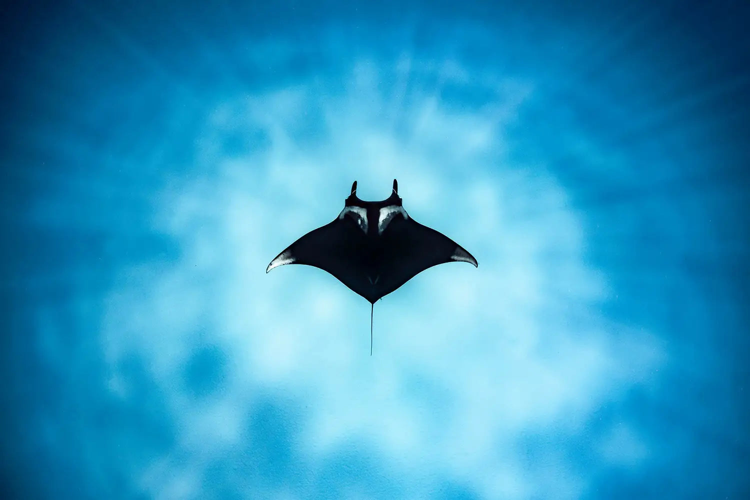 Into The Deep Blue Sea With Underwater Photographer Brooke Pyke