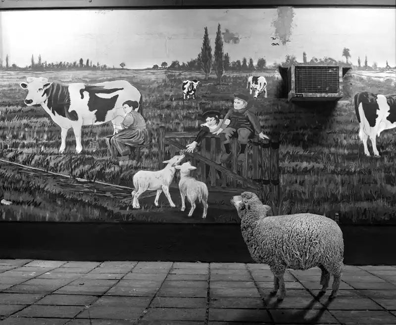 Portraits of a Sheep by Justin Dingwall