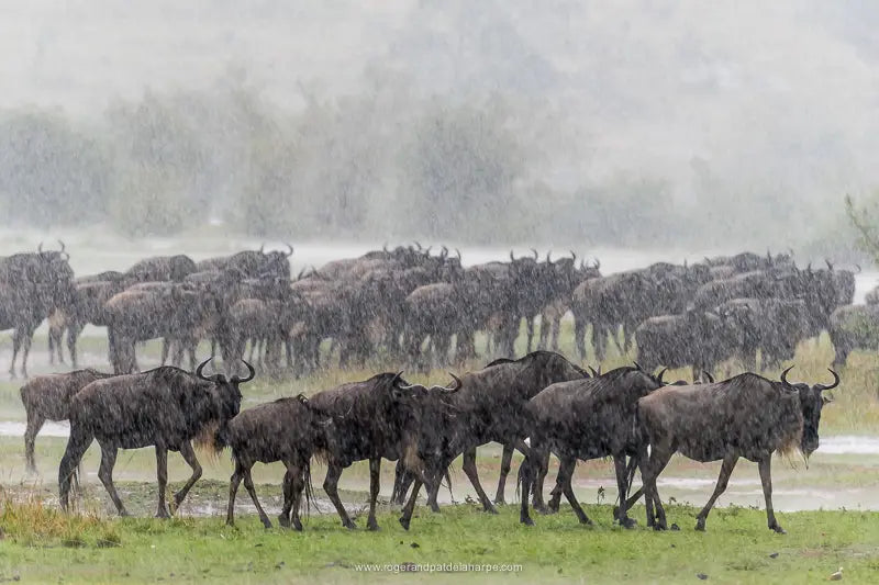 Shooting Mara River Wildebeest Crossings With The Nikon D810