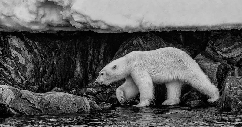 Winter Wildlife Photography: Get It Right With These Expert Tips