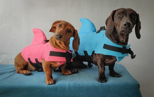 dogs swimming with sharks
