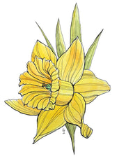 Daffodil Flower Meaning – The Raven's Mark