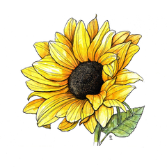 solar plexus chakra - sunflower