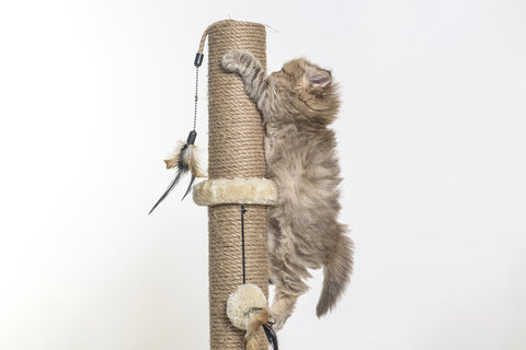 Cat Scratching Post