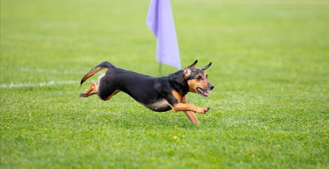 Agility Training