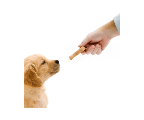 A golden retriever puppy looking at a bone-shaped biscuit offered by a human hand on a white background