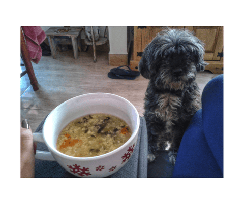 A small black and gray dog sitting next to a white mug of soup with red snowflakes on a wooden kitchen floor