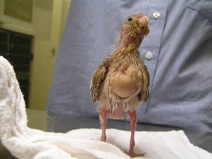 A baby bird with a large head and a small body standing on a white cloth. The image is a photo of a brown bird with downy feathers. The background is a blue shirt and a cage.