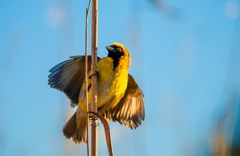 Elaborate Plumage Displays