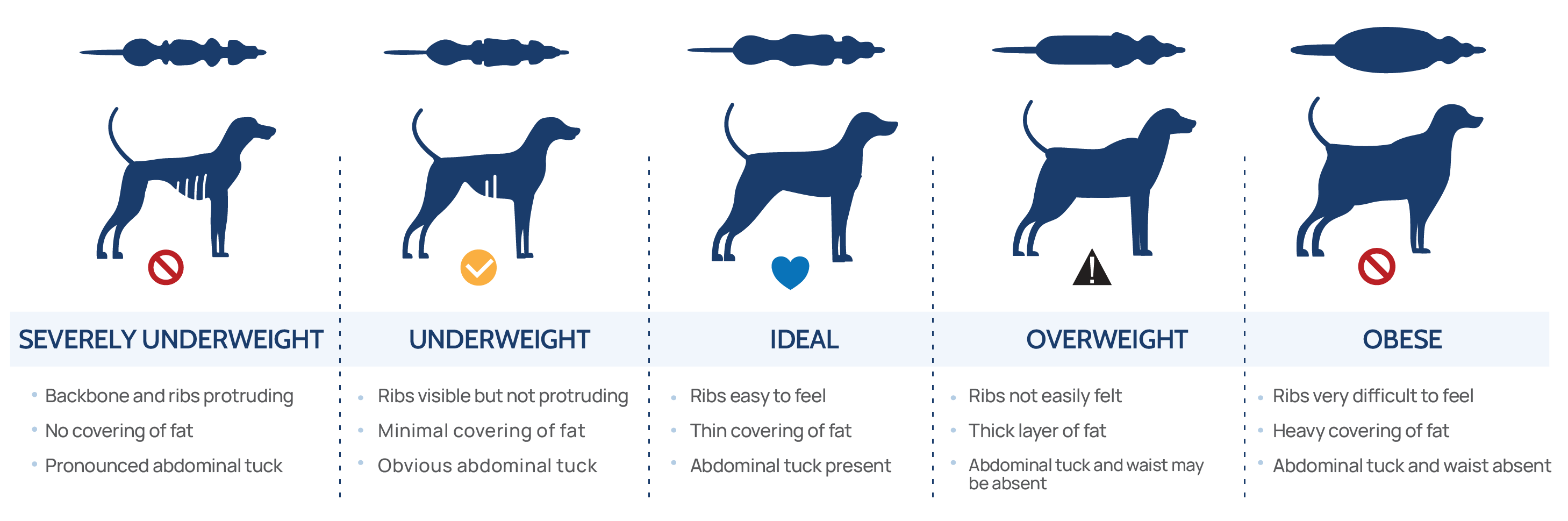 dog body healthy chart