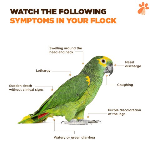 A green parrot with yellow and orange markings facing right. The image is an infographic that shows symptoms of a disease in birds. The text at the top reads “WATCH THE FOLLOWING SYMPTOMS IN YOUR FLOCK”. The labels point to different parts of the parrot’s body, such as the head, neck, nose, legs, and tail. The symptoms include swelling, nasal discharge, coughing, purple discoloration, diarrhea, lethargy, and sudden death.