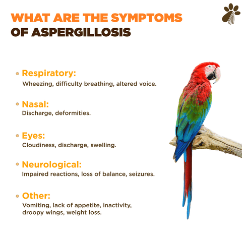 A red parrot with blue wings and a white beak on a branch with green leaves. The image also shows a list of symptoms of Aspergillosis, a fungal infection that can affect birds. The list is divided into four categories: respiratory, eyes, neurological, and other reactions.