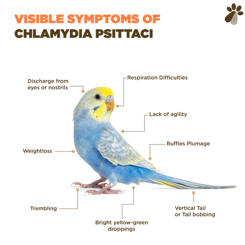A yellow and blue parakeet with symptoms of Chlamydia Psittaci, a bacterial infection that can affect birds. The image is an infographic that shows the visible signs of the disease. The title reads “VISIBLE SYMPTOMS OF CHLAMYDIA PSITTACI”. The arrows point to different parts of the bird’s body, such as the eyes, nostrils, chest, wings, and tail. The symptoms include discharge, respiration difficulties, lack of agility, weight loss, ruffled plumage, trembling, bright yellow-green droppings, and tail bobbing.