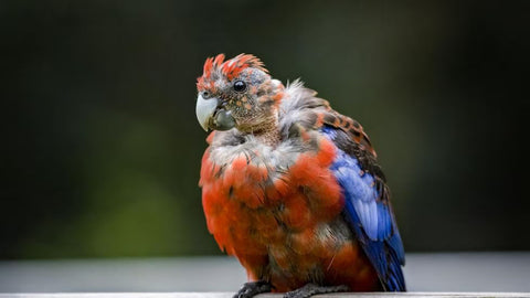 A colorful parrot with a red head, orange body, and blue wings on a wooden railing. The image is a photo realistic rendering of a bird in a natural setting. The background is blurred and shows a forest or wooded area. The parrot is facing the camera and has a green beak. The parrot appears to be molting, with some feathers missing on its head and body.