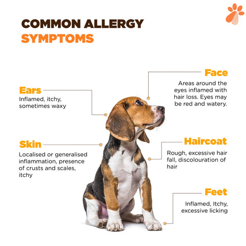 An infographic of a beagle dog with text about common allergy symptoms. The infographic has a white background and black and orange text. The dog is sitting and facing to the right. The text is divided into four sections: Ears, Face, Haircoat, and Feet. The text in the Ears section says “Inflamed, itchy, sometimes waxy”. The text in the Face section says “Rough, excessive hair loss around the eyes. Eyes may be red and watery”. The text in the Haircoat section says “Rough, discolored hair, excessive shedding of hair”. The text in the Feet section says “Inflamed, itchy, excessive licking”.