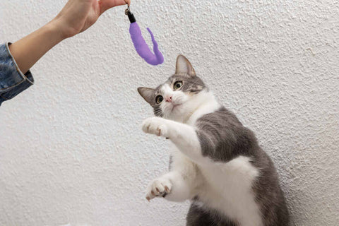 A gray and white cat playing with a purple feather toy.