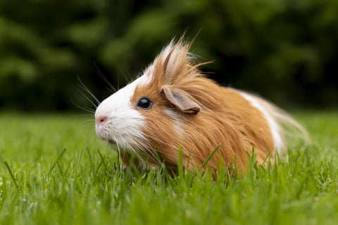 A guinea pig sitting amidst a field of grass