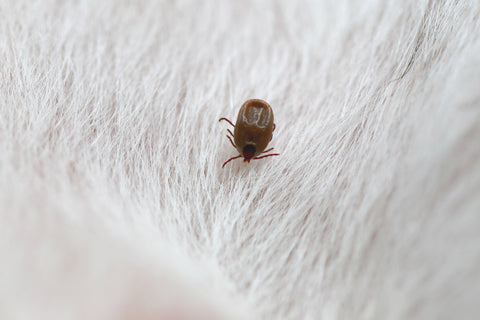 A picture of a tick on fur. Flicks and teas can be a big cause of zoonotic infections.