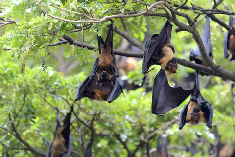 A photo of a group of bats hanging upside down from a tree. The tree has green leaves and the background is blurred. The bats are black and brown in colour and have their wings spread out.