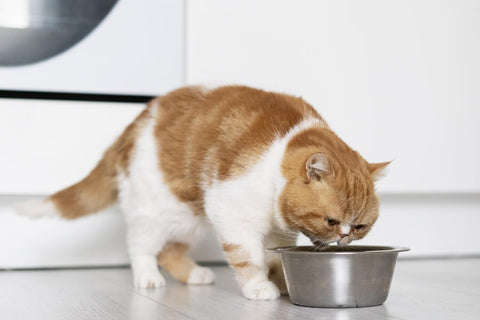 Orange and white cat eating from a metal bowl on a white floor.