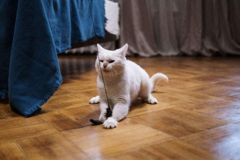 This is a photo realistic image of a white cat sitting on a wooden floor. The cat is sitting with its front paws stretched out and its tail curled around its body. The cat has a black collar around its neck with a small bell attached to it. The background consists of a blue bedspread and a white curtain. The floor is made of wooden parquet.