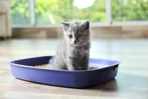 a kitten sitting in a cat litter tray