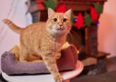 A photo of an orange tabby cat on a purple cat bed near a fireplace with Christmas decorations.