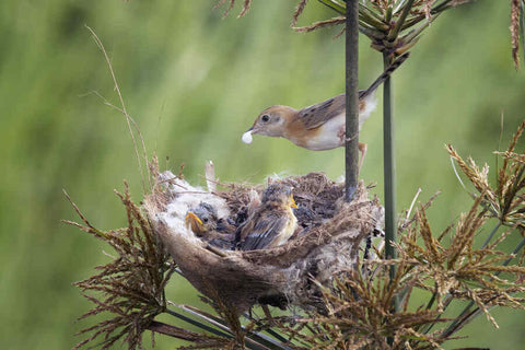 A parent bird feeds its chicks, who are in a nest