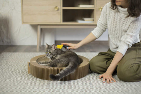 A woman in a white sweater and green pants brushing a grey tabby cat on a cardboard scratcher on a patterned rug, with a wooden cabinet and a white wall in the background.