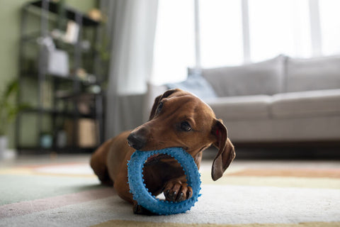 Dachshund dog playing with blue chew toy in living room