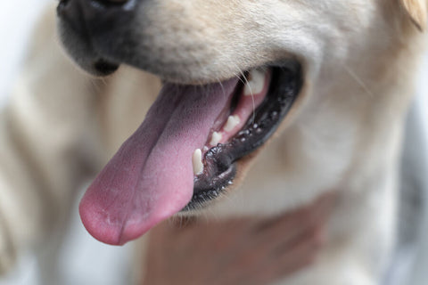 A close up of a dog’s mouth with tongue and teeth showing
