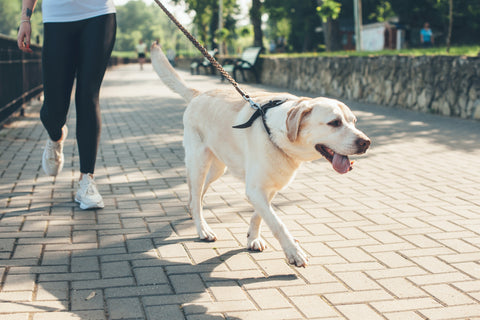 A white Labrador walking on a pavement 