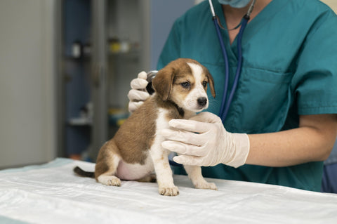 A veterinarian performing a health check-up on a dog.