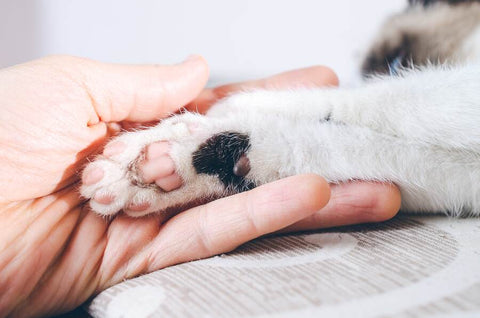 Close up of a cat’s paw being held by a human hand.