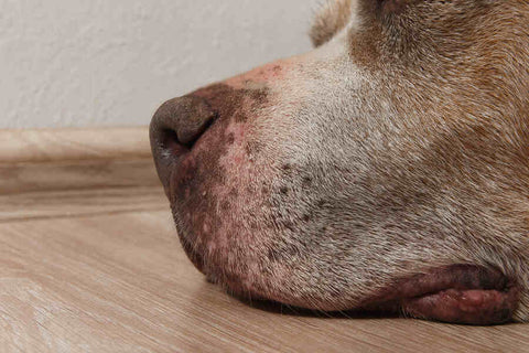 A close-up of a dog’s nose and mouth on a wooden floor. The dog has a light brown and white fur, a pink nose with black spots, and a pink tongue. The dog looks like it is sleeping or resting.