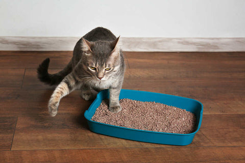 A gray tabby cat with white paws and chest stepping out of a blue litter box filled with gray litter on a wooden floor.