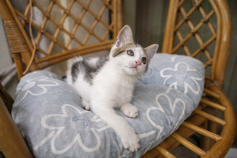 A small white kitten with grey patches sitting on a grey cushion with white flowers on a wicker chair against a grey wall with a window.