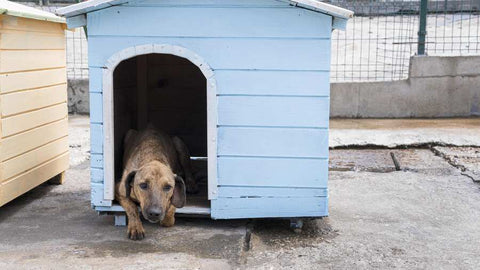 A dog laying in a blue doghouse with a concrete floor and chain link fence in the background