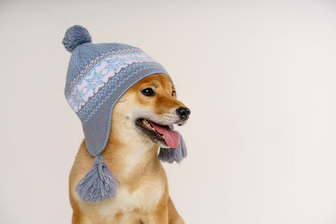 Cute dog wearing a blue winter hat with white snowflakes and tassels