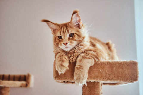 A photo of a ginger cat with white chest and paws lying on a beige cat tree with two levels and a window in the background.