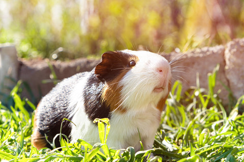 A guinea pig in a sunny field of green grass