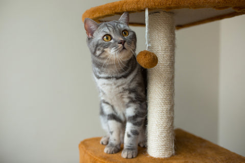 Indoor Cat under a table with a toy