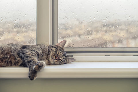 a distressed cat sleeping near a window while it rains outside